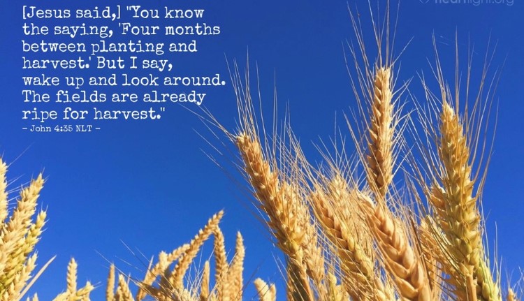 operation hope - kenya 2019 - reaping the harvest